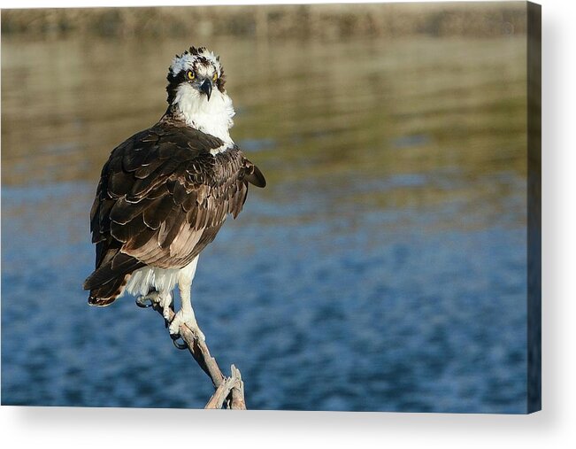 Osprey Acrylic Print featuring the photograph Hunting Grounds by Fraida Gutovich