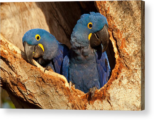 Hyacinth Acrylic Print featuring the photograph Hyacinth Macaw Pair in Nest by Aivar Mikko