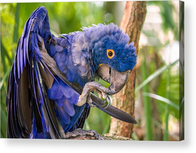 Hyacinth Macaw Acrylic Print featuring the photograph Hyacinth Macaw by Rob Sellers