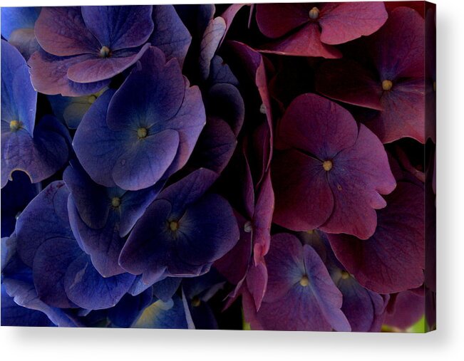 Flowers Acrylic Print featuring the photograph Hydrangea by Christopher J Kirby