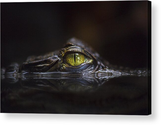 Nature Acrylic Print featuring the photograph Hypnotic by Gaetano Cessati