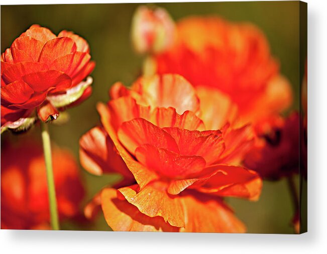 I Am Dazzling Acrylic Print featuring the photograph I am Dazzling by Jamie Starling