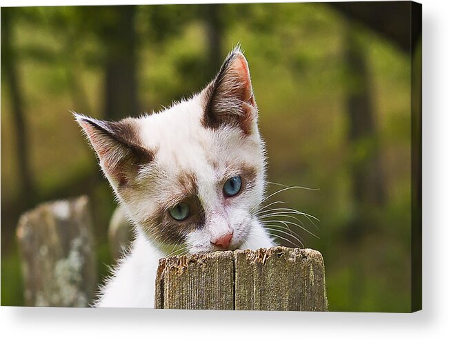 Cats Acrylic Print featuring the photograph I Am So Tired by Michael Whitaker