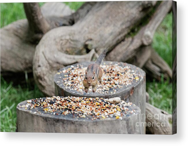 Chipmunk Acrylic Print featuring the photograph I can fly short distances by Dan Friend