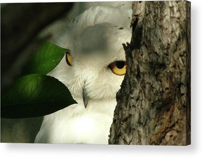 Eyes Acrylic Print featuring the photograph I can see you by Martina Fagan