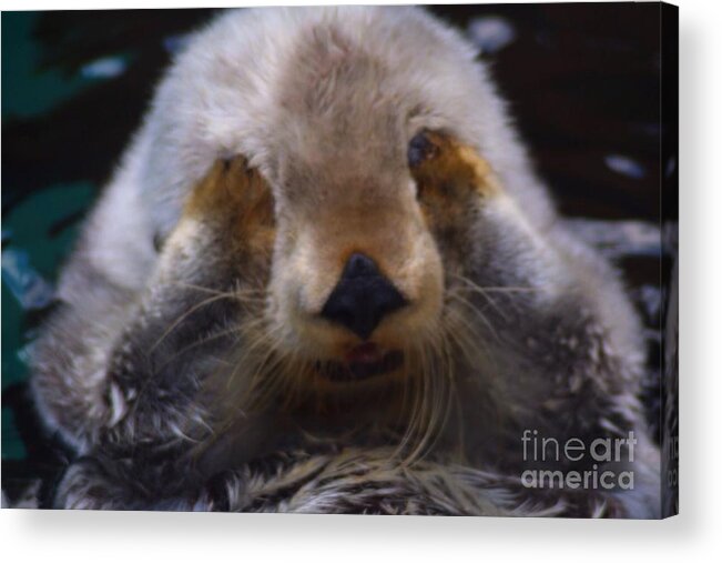 Otters Acrylic Print featuring the photograph I can't watch by Nick Gustafson