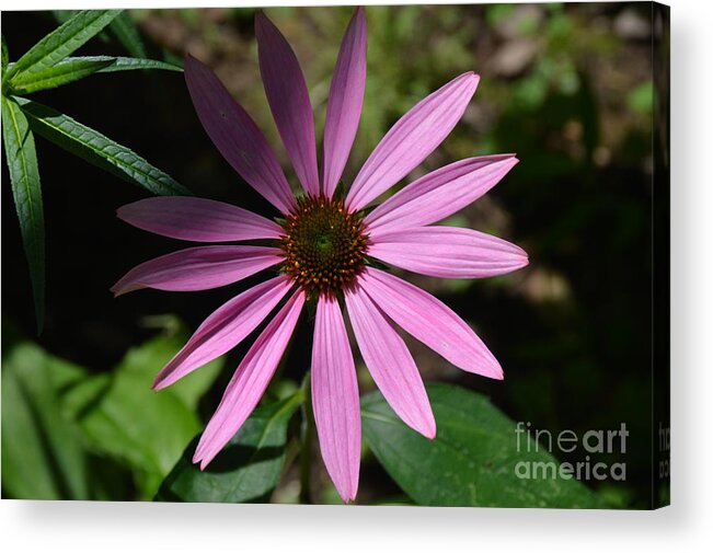 Purple Acrylic Print featuring the photograph I Don't Want To Miss A Thing by Robyn King