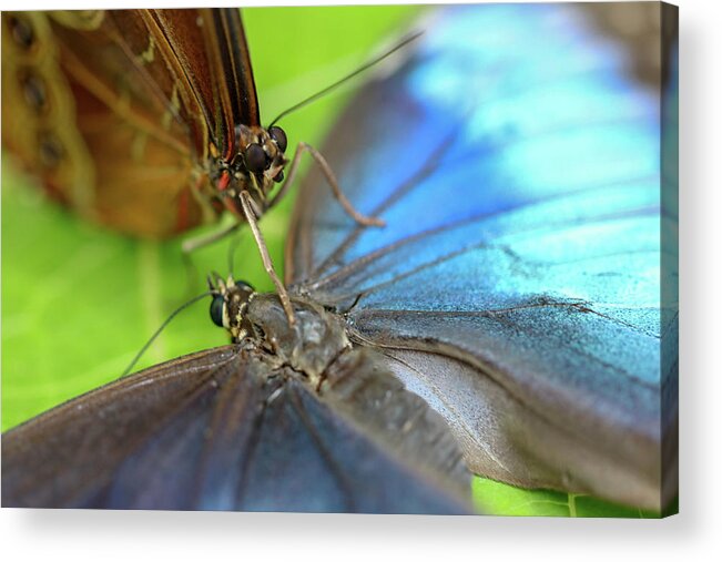 Butterfly Acrylic Print featuring the photograph I Got Your Back by Mary Anne Delgado