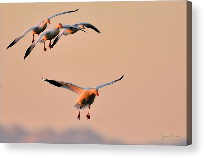  Acrylic Print featuring the photograph I know what I'm doing by Sherry Clark