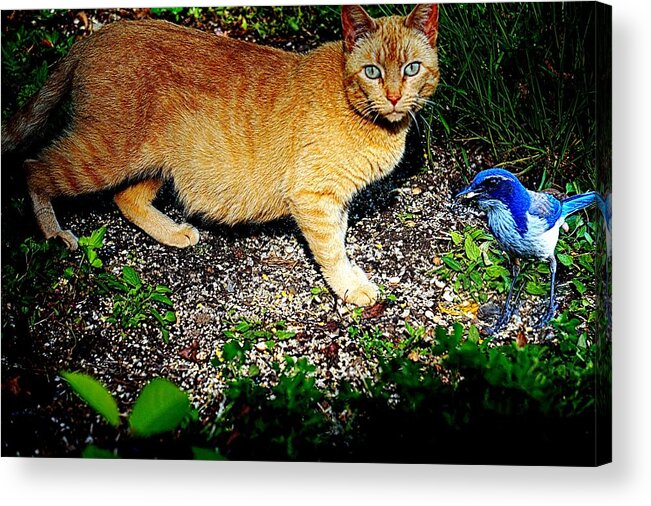 Feline Acrylic Print featuring the photograph I See a Puddy Kat by Nick Kloepping