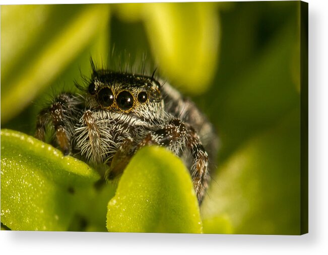 Salticidae Acrylic Print featuring the photograph I See You by Shawn Jeffries