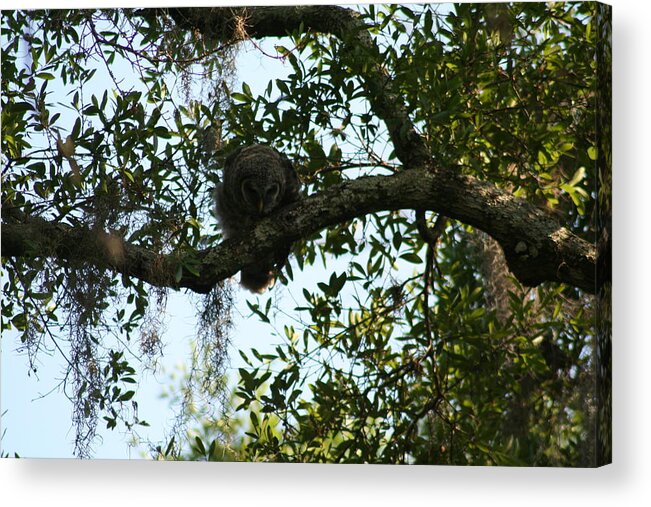 Barred Owl Acrylic Print featuring the photograph I Spy by Anita Parker