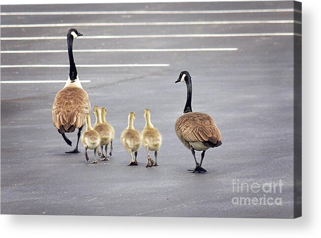 Goose Acrylic Print featuring the photograph I Thought We Parked In This Row by Sharon McConnell