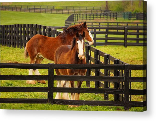 Horses Acrylic Print featuring the photograph I Want To Be In The Picture, Too by Beth Collins