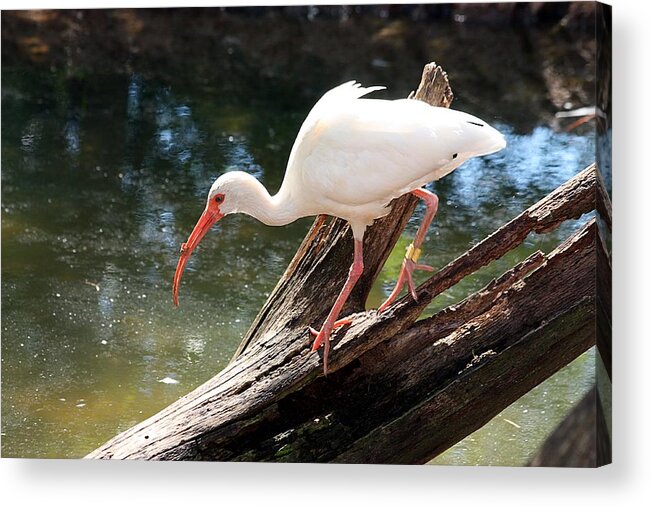 Nature Acrylic Print featuring the photograph Ibis Fishing by Sheila Brown