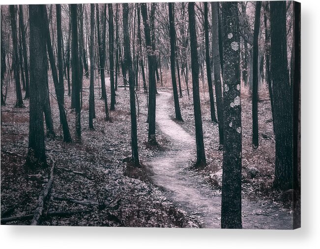 Forest Acrylic Print featuring the photograph Ice Age Trail Near Lapham Peak by Scott Norris