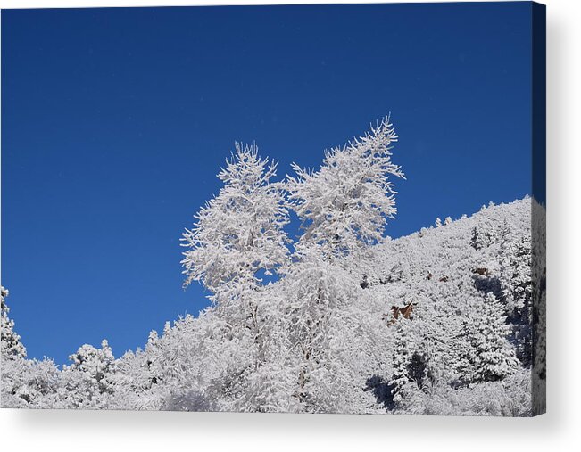 Ice Acrylic Print featuring the photograph Ice Crystals Ute Pass COS CO by Margarethe Binkley