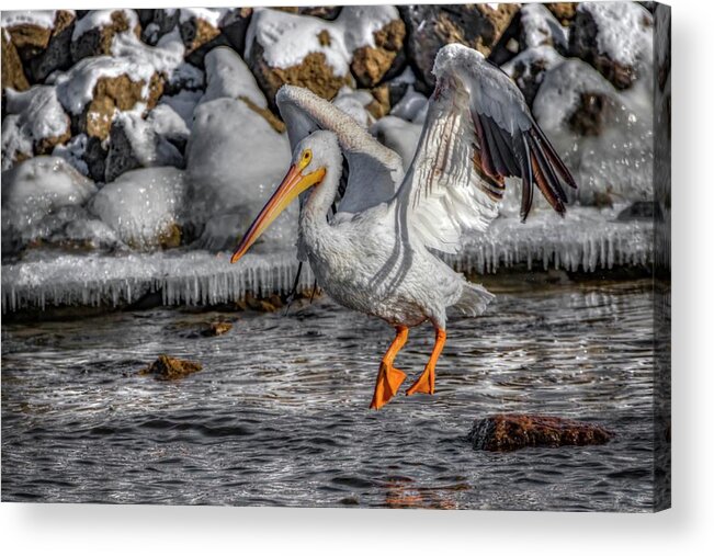 Pelican Acrylic Print featuring the photograph Ice Jump by Ray Congrove