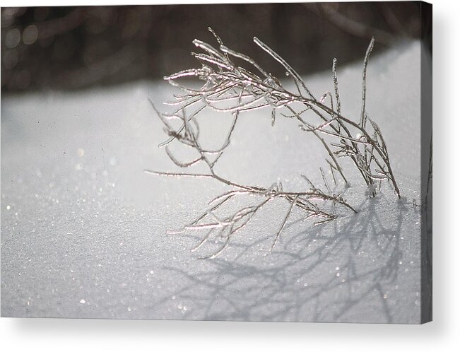 Ice Acrylic Print featuring the photograph Iced by DArcy Evans