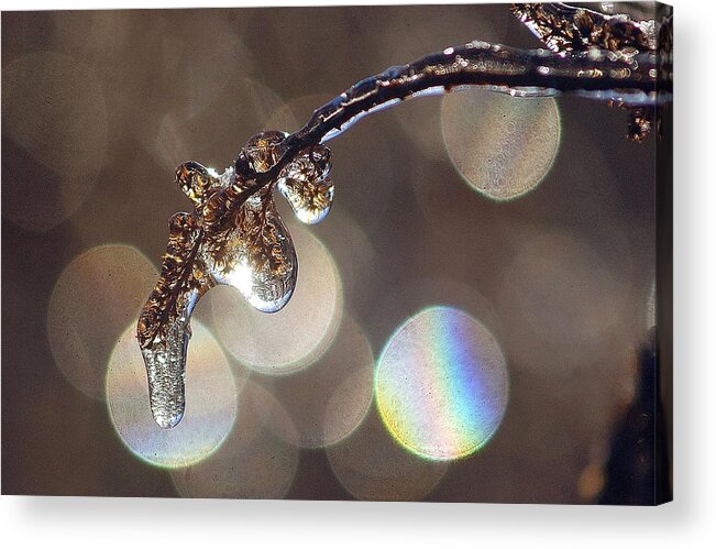 Twig Acrylic Print featuring the photograph Iced Twig by Steve Somerville