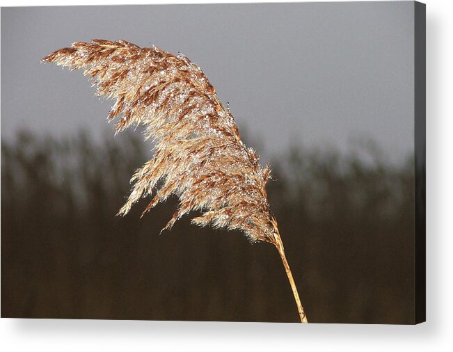 Ice Acrylic Print featuring the photograph Iced up by Nancy Landry