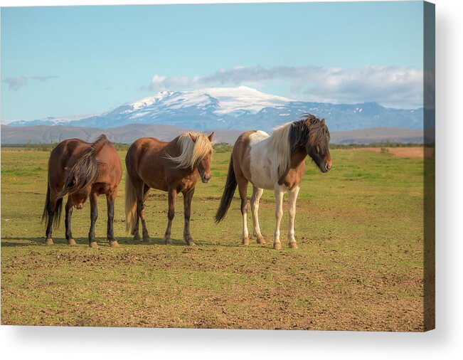 Icelandic Horse Acrylic Print featuring the photograph Icelanders 0639 by Kristina Rinell