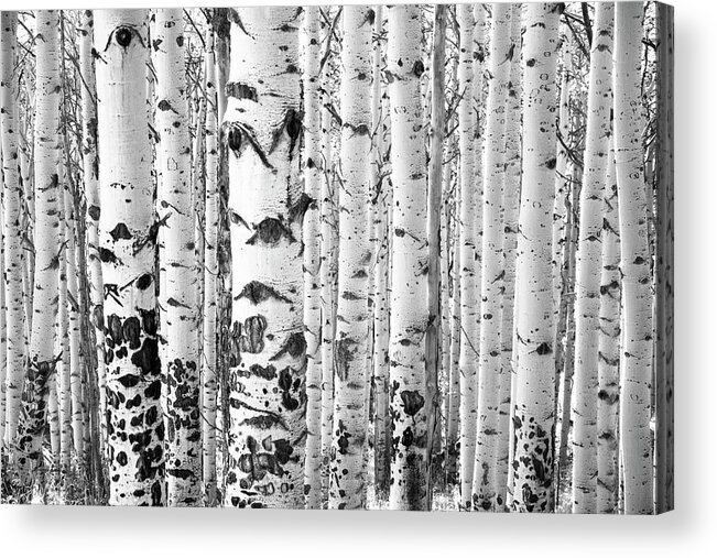 Aspen Trees Acrylic Print featuring the photograph Iconic #1 by The Forests Edge Photography - Diane Sandoval