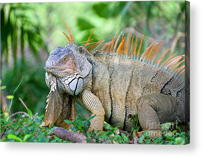 Cold Blooded Acrylic Print featuring the photograph Iguana Closeup by Judy Kay