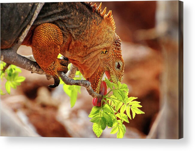 Iguana Acrylic Print featuring the photograph Iguana Lunch by Ted Keller