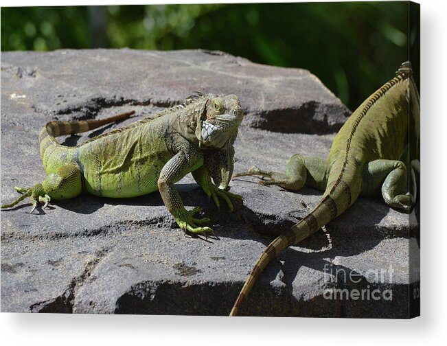 Iguana Acrylic Print featuring the photograph Iguana Perched on a Rock in the Sun by DejaVu Designs