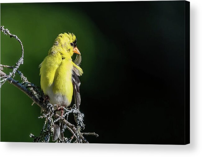 American Gold Finch Acrylic Print featuring the photograph I'm Telling You, Preening Is For The Birds by Ron Dubreuil