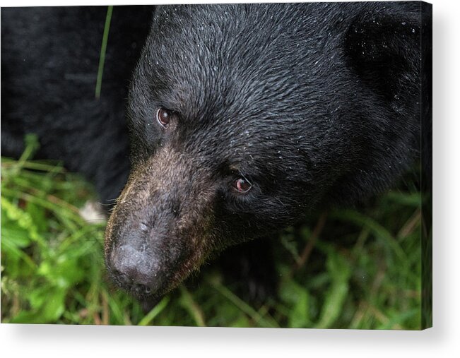 Black Bear Acrylic Print featuring the photograph Im Watching you by David Kirby