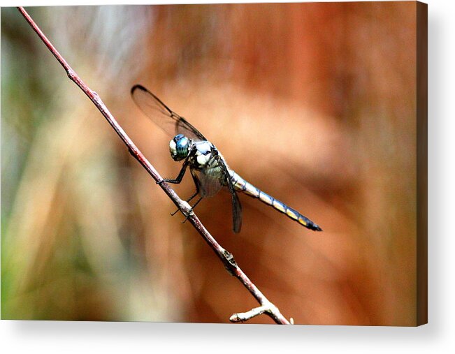 Dragonfly Acrylic Print featuring the photograph IMG_6740 - Dragonfly by Travis Truelove