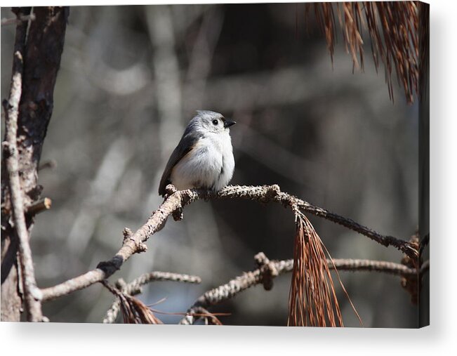 Tufted Titmouse Acrylic Print featuring the photograph IMG_7022-005 - Tufted Titmouse by Travis Truelove