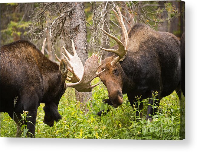 Bull Moose Acrylic Print featuring the photograph The Approach by Aaron Whittemore