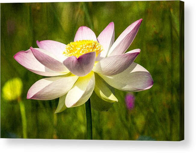 Art Acrylic Print featuring the photograph Impression Of A Lotus by Edward Kreis