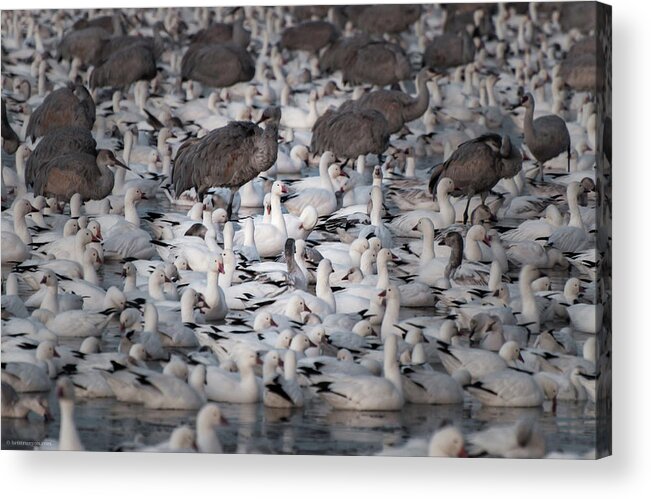 Bosque Acrylic Print featuring the photograph In a Crowd - The Bosque by Britt Runyon