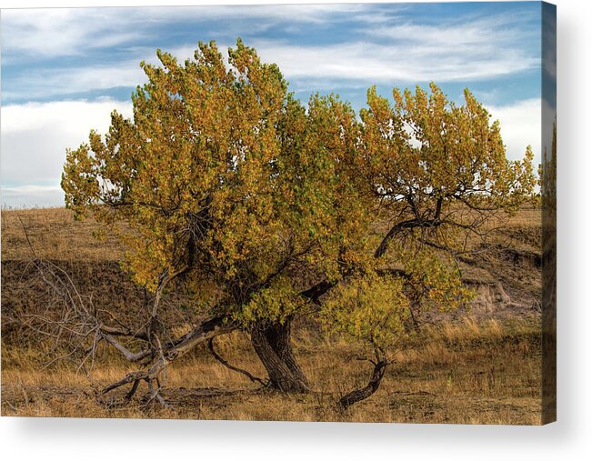 Tree Acrylic Print featuring the photograph In Autumn's Glory by Alana Thrower