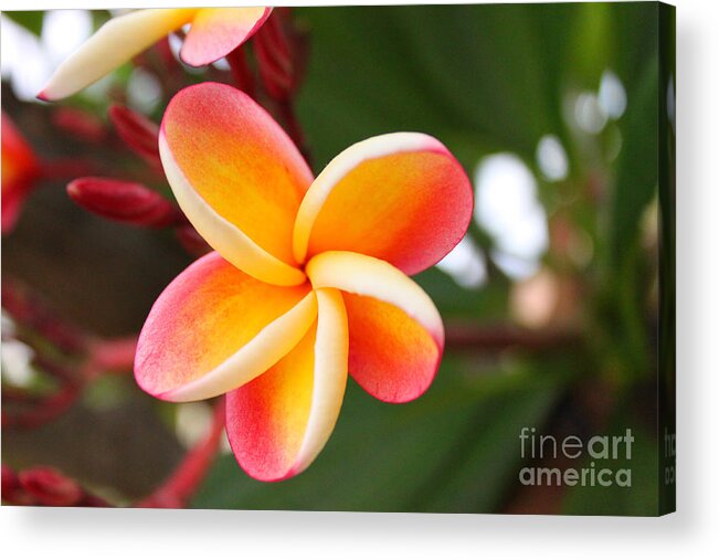 Flower Acrylic Print featuring the photograph In Bloom by Brian Governale