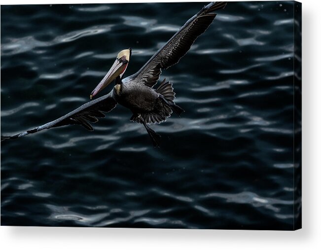 Phenicie Acrylic Print featuring the photograph In-Flight by James David Phenicie