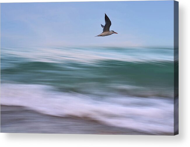 Ocean Acrylic Print featuring the photograph In Flight by Laura Fasulo