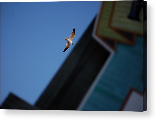 Seagull Acrylic Print featuring the photograph In Flight by Robert Meanor