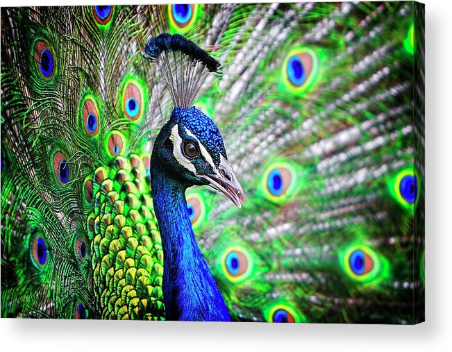 Beauty Acrylic Print featuring the photograph In Full Display by Lincoln Rogers