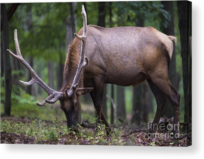 Antler Acrylic Print featuring the photograph In Full Velvet by Andrea Silies