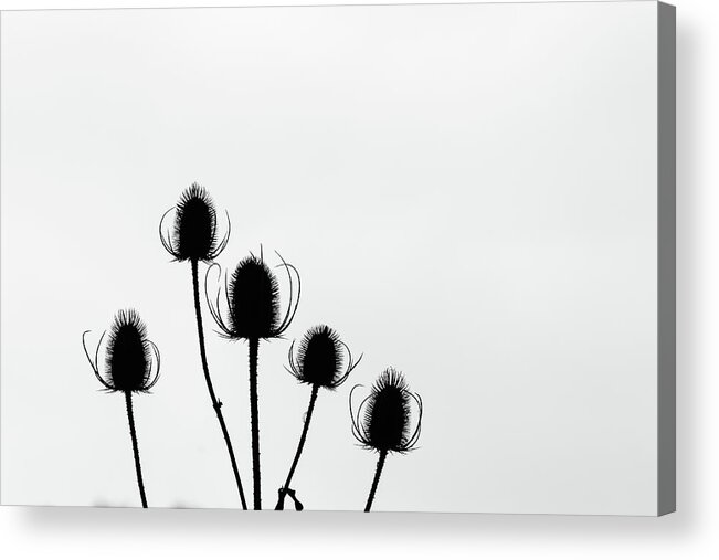 Nature Acrylic Print featuring the photograph In Order by Wendy Cooper