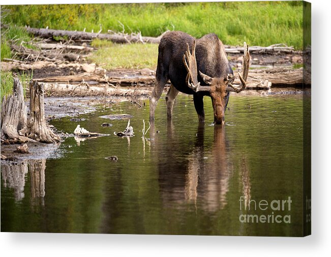 Bull Moose Acrylic Print featuring the photograph In The Drink by Aaron Whittemore