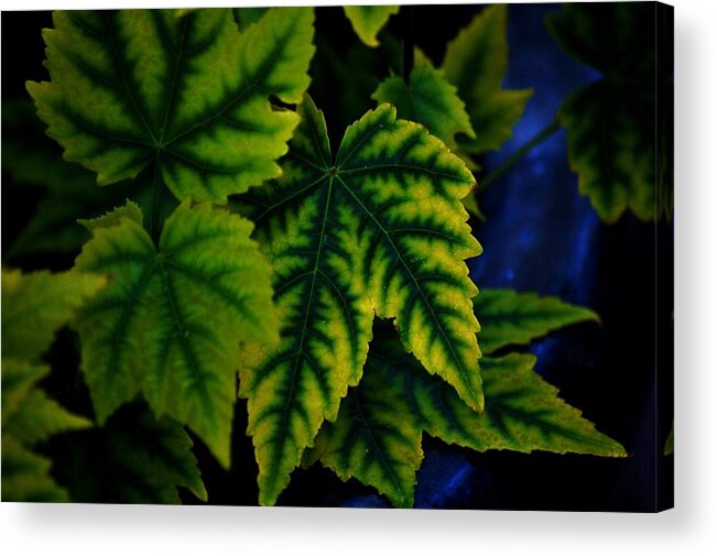 Leaves Acrylic Print featuring the photograph In the Green by Helen Carson