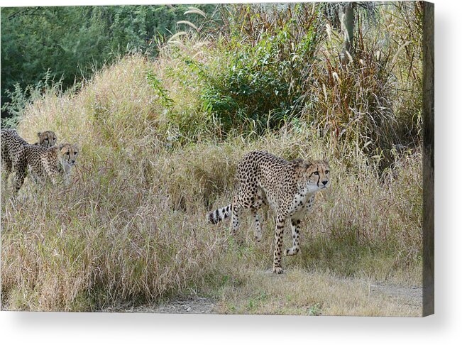 Cheetahs Acrylic Print featuring the photograph In The Lead by Fraida Gutovich