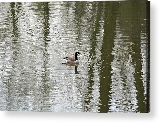 Goose Acrylic Print featuring the photograph In The Middle Of It All by Richard Andrews