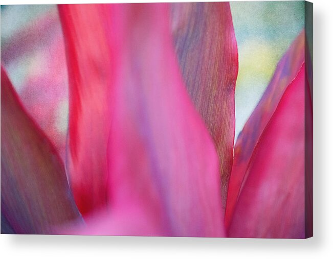 Floral Acrylic Print featuring the photograph In the Pink by Kate Hannon